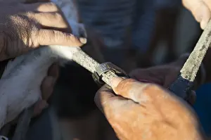 Flamingoes: Greater Flamingo - immature at the ringing procedure