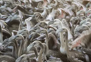 Piedra: Greater Flamingo - immatures in an enclosure at