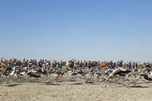 Piedra: Greater Flamingo - immatures are released again