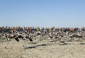 Piedra: Greater Flamingo - immatures are released again
