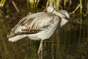 Comun: Greater Flamingo - juvenile resting on marsh