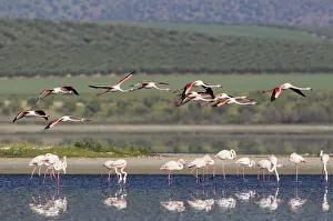 Piedra: Greater Flamingo - at the Laguna de Fuente de Piedra