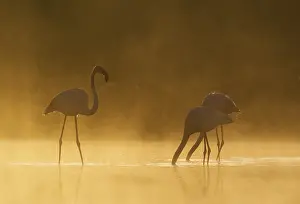 Piedra: Greater Flamingo - male approaches a feeding