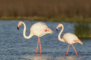 Flamingoes: Greater Flamingo - male on the left and female