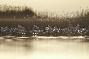 Mancha: Greater Flamingo on marsh Castile-La Mancha, Spain