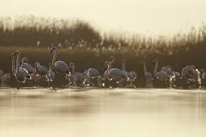 Mancha: Greater Flamingo on marsh Castile-La Mancha, Spain