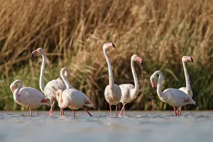 Mancha: Greater Flamingo on marsh Castile-La Mancha, Spain
