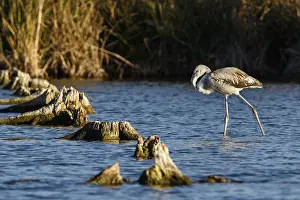 Castile: Greater Flamingo - on marsh - Ciudad Real, Castile