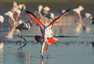 Flamingos: Greater Flamingo - mating pair