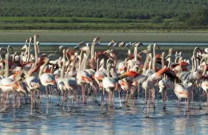 Nervous: Greater Flamingo - nervous at the Laguna de Fuente