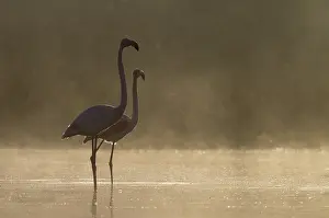 Piedra: Greater Flamingo - pair at a cold and misty morning