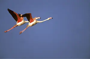Flamingoes: GREATER FLAMINGO - pair in flight
