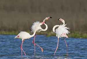 Quarrels: Greater Flamingo - a pair on the left quarrels