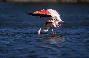 Flamingoes: GREATER FLAMINGO - pair, mating