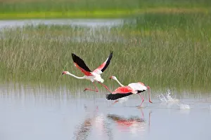 Lagoons: Greater Flamingo - pair taking flight from lagoon