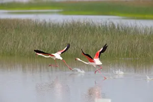 Lagoons: Greater Flamingo - pair taking flight from lagoon