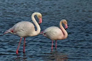 Ornithologique: Greater Flamingo, Parc Ornithologique de
