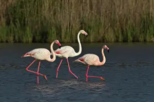 Ornithologique: Greater Flamingo, Parc Ornithologique de