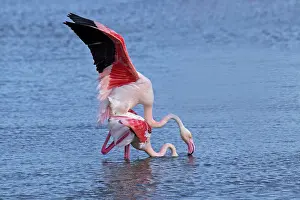 Ornithologique: Greater Flamingo, Parc Ornithologique de
