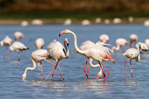 Flamingo: Greater Flamingo (Phoenicopterus roseus)