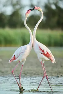 Provence: Greater Flamingo (Phoenicopterus roseus) arguing