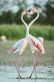 Provence: Greater Flamingo (Phoenicopterus roseus) arguing