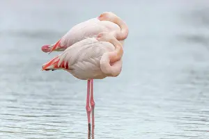 Provence: Greater Flamingo (Phoenicopterus roseus) couple