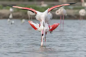 Provence: Greater Flamingo (Phoenicopterus roseus) couple