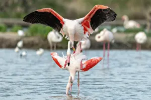 Provence: Greater Flamingo (Phoenicopterus roseus) couple