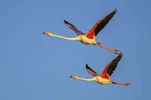 Sport: Greater Flamingo (Phoenicopterus roseus) flying in the sky at sunset