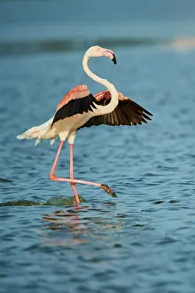 Camargue: Greater Flamingo (Phoenicopterus roseus), landing