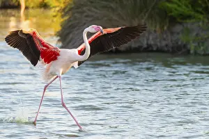 Sport: Greater Flamingo (Phoenicopterus roseus) landing in the water at sunset