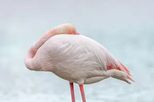 Bouches: Greater Flamingo (Phoenicopterus roseus) resting