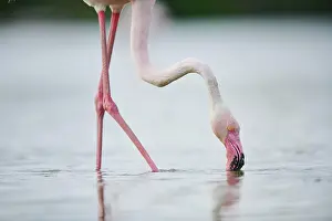 Provence: Greater Flamingo (Phoenicopterus roseus) standing