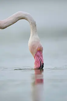 Provence: Greater Flamingo (Phoenicopterus roseus) standing