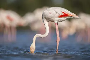Reeds: Greater Flamingo (Phoenicopterus roseus) standing in the water