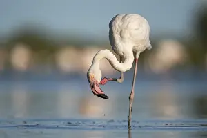 Reeds: Greater Flamingo (Phoenicopterus roseus) standing in the water