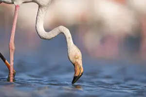 Typical: Greater Flamingo (Phoenicopterus roseus) standing in the water