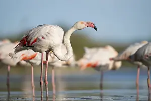 Reeds: Greater Flamingo (Phoenicopterus roseus) standing in the water