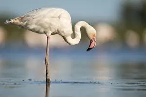 Reeds: Greater Flamingo (Phoenicopterus roseus) standing in the water