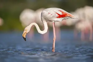 Reeds: Greater Flamingo (Phoenicopterus roseus) standing in the water