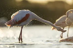 Isolated: Greater Flamingo (Phoenicopterus roseus) standing in the water at sunset