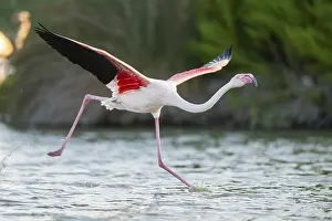 Sport: Greater Flamingo (Phoenicopterus roseus) starts flying from the water at sunset
