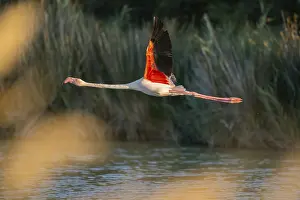 Sport: Greater Flamingo (Phoenicopterus roseus) starts flying from the water at sunset