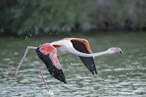 Sport: Greater Flamingo (Phoenicopterus roseus) starts flying from the water at sunset