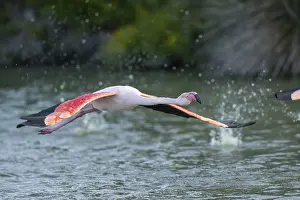 Sport: Greater Flamingo (Phoenicopterus roseus) starts flying from the water at sunset