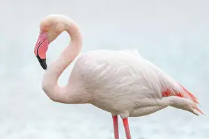 Bouches: Greater Flamingo (Phoenicopterus roseus) in a swamp