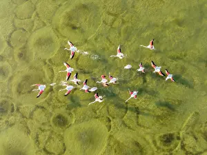Taking: Greater Flamingo (Phoenicopterus roseus). Taking