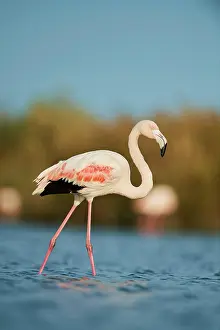 Camargue: Greater Flamingo (Phoenicopterus roseus), walking