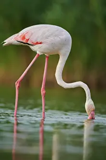Provence: Greater Flamingo (Phoenicopterus roseus) walking